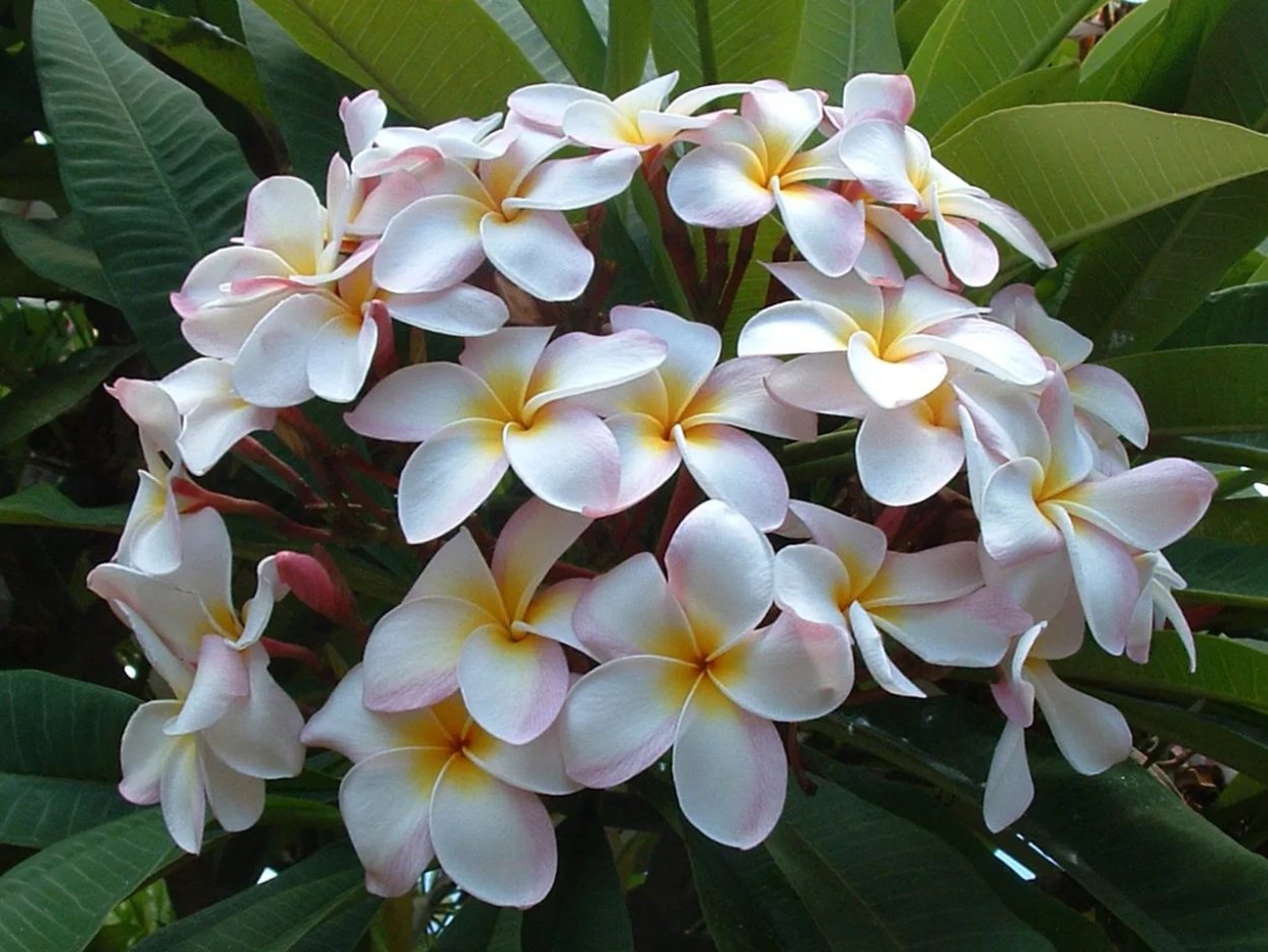 Магнолия обратнояйцевидная