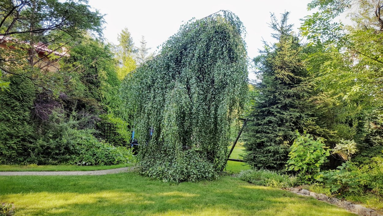 Береза повислая Лонг транк