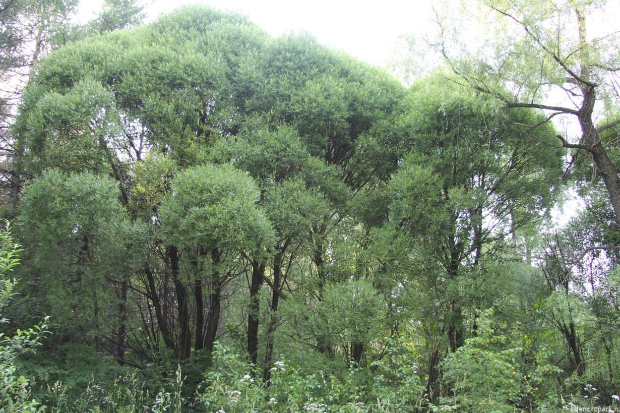 Гледичия Акация