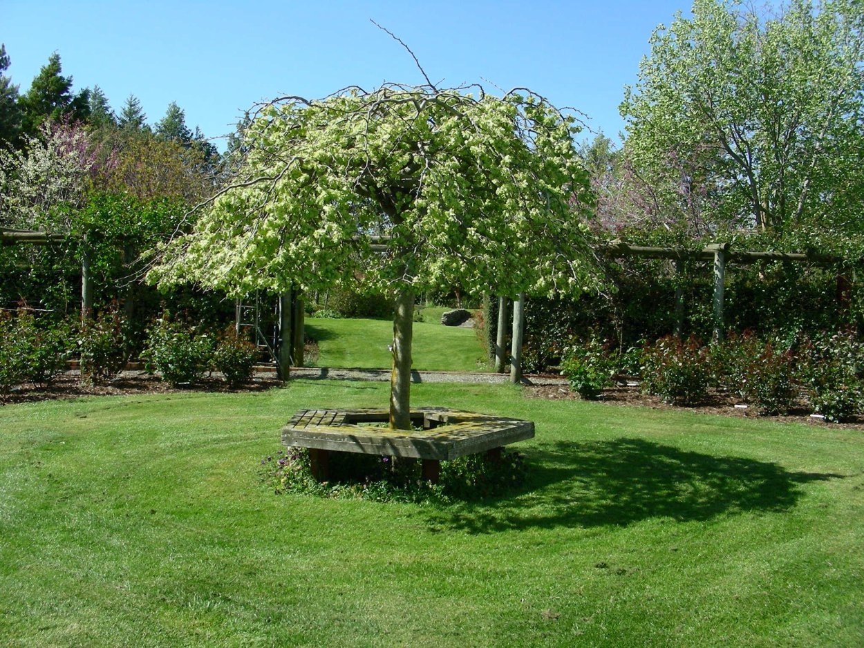 Вяз шершавый Пендула