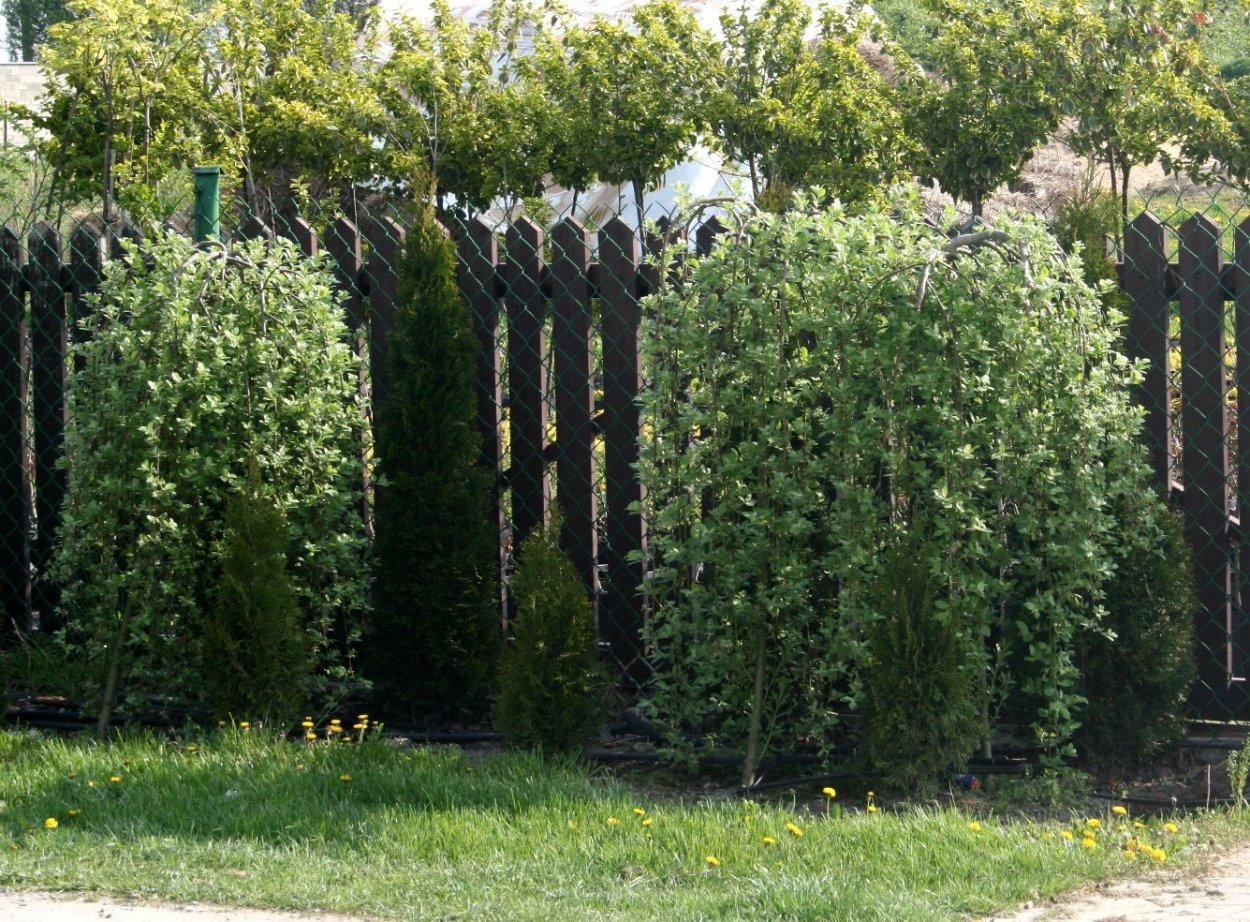 Ива белая ветла