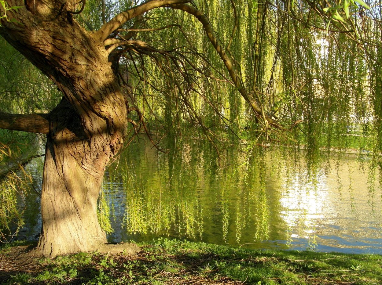 Ива Козья Пендула Килмарнок