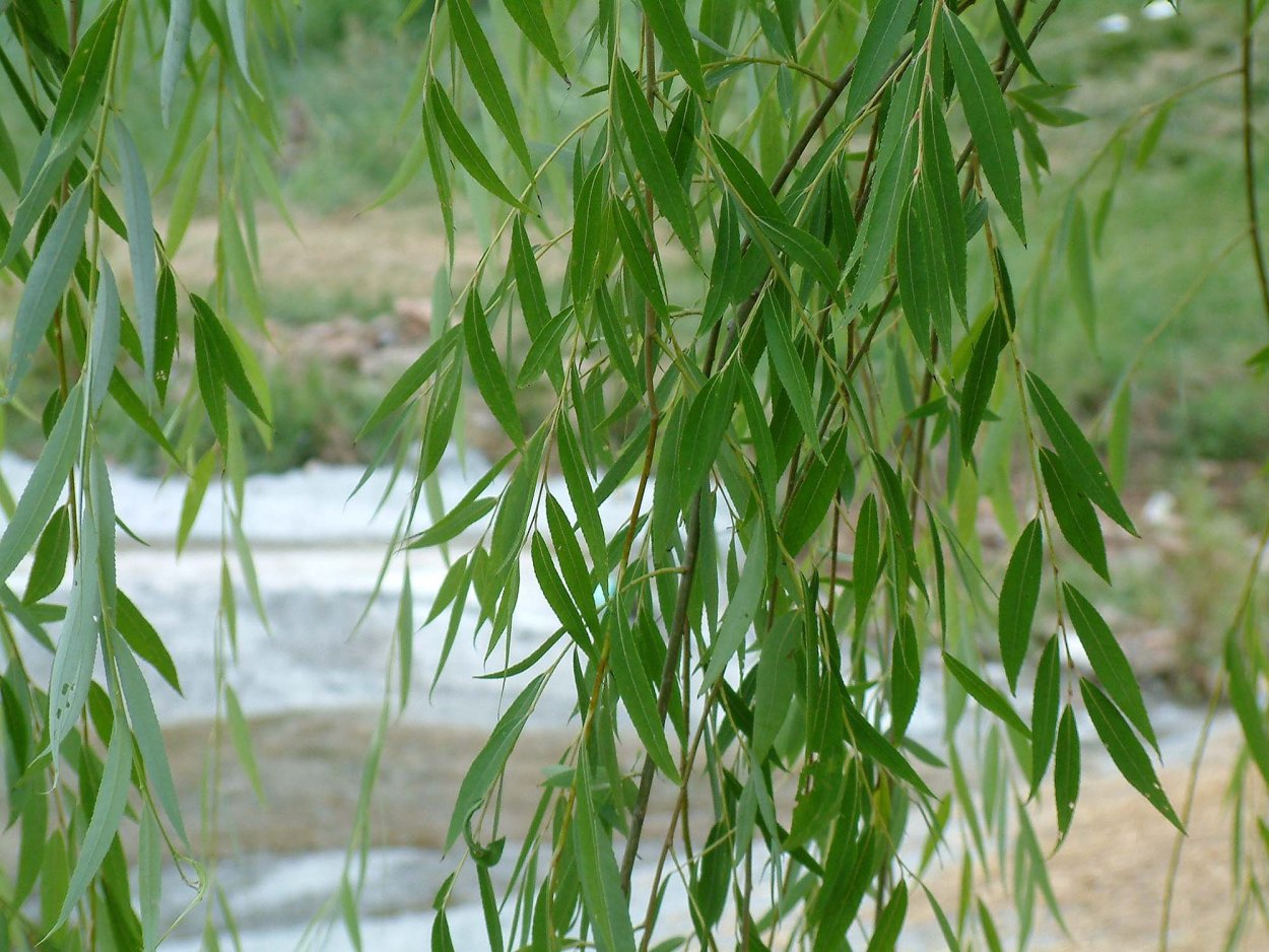 Ива ломкая Salix fragilis