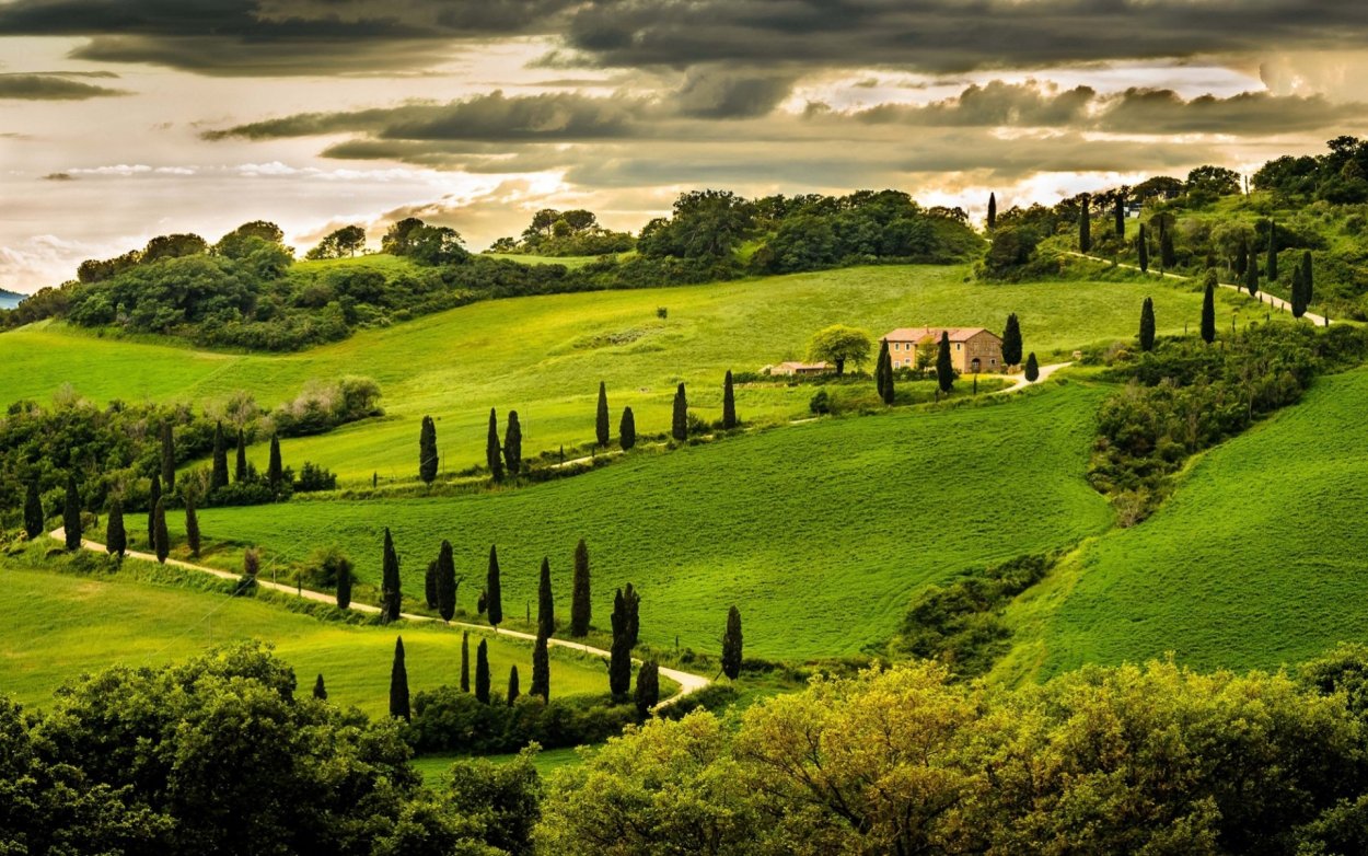 Дерево в Италии Пиния