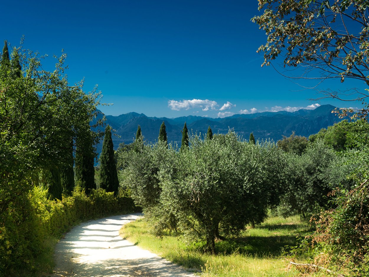 Бугенвиллия в Италии