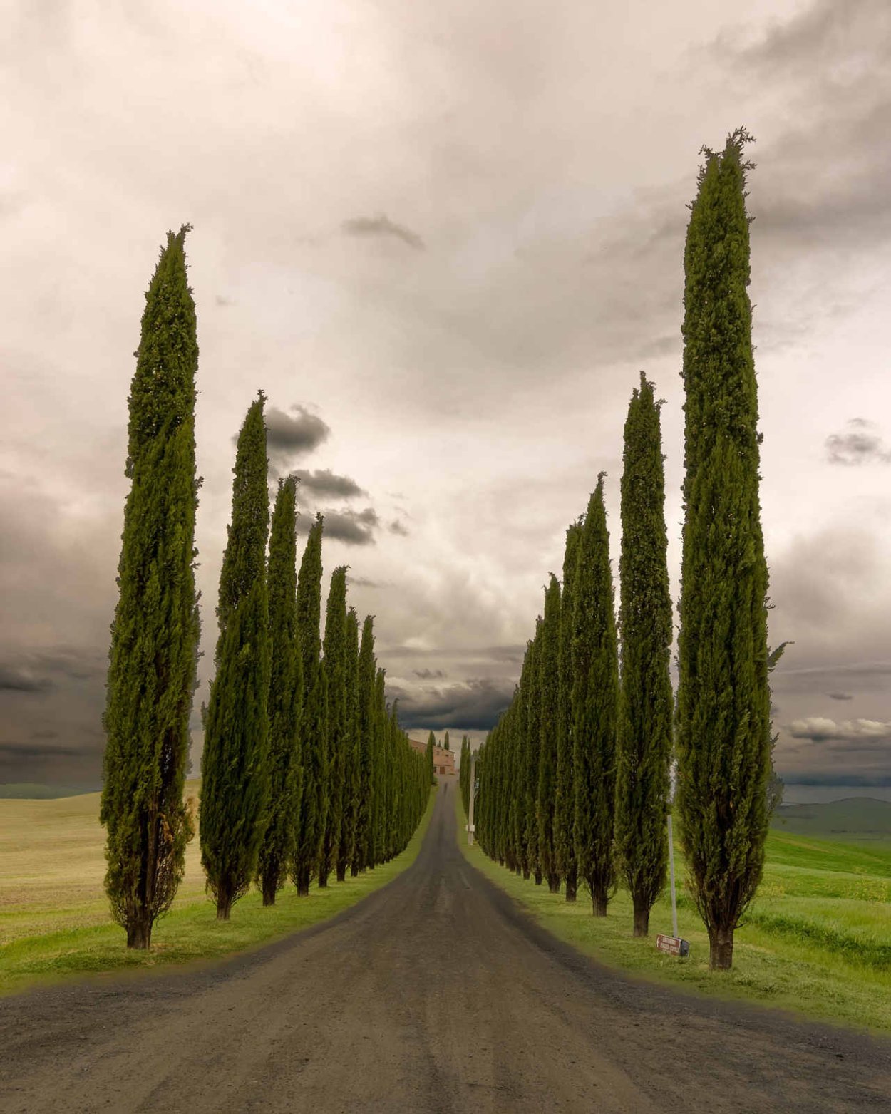 Глициния дерево Абхазия