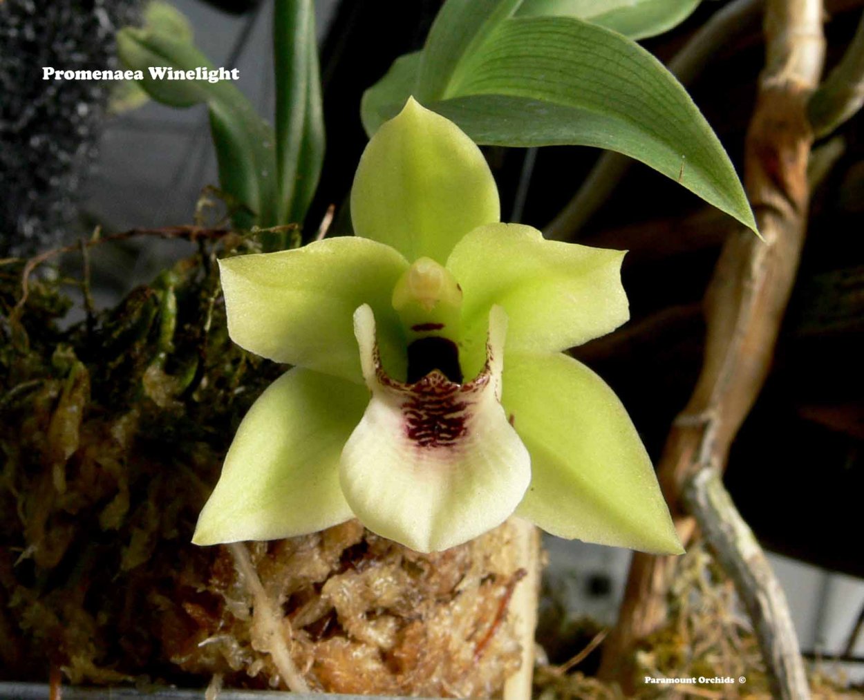 Орхидея Променея Санлайт