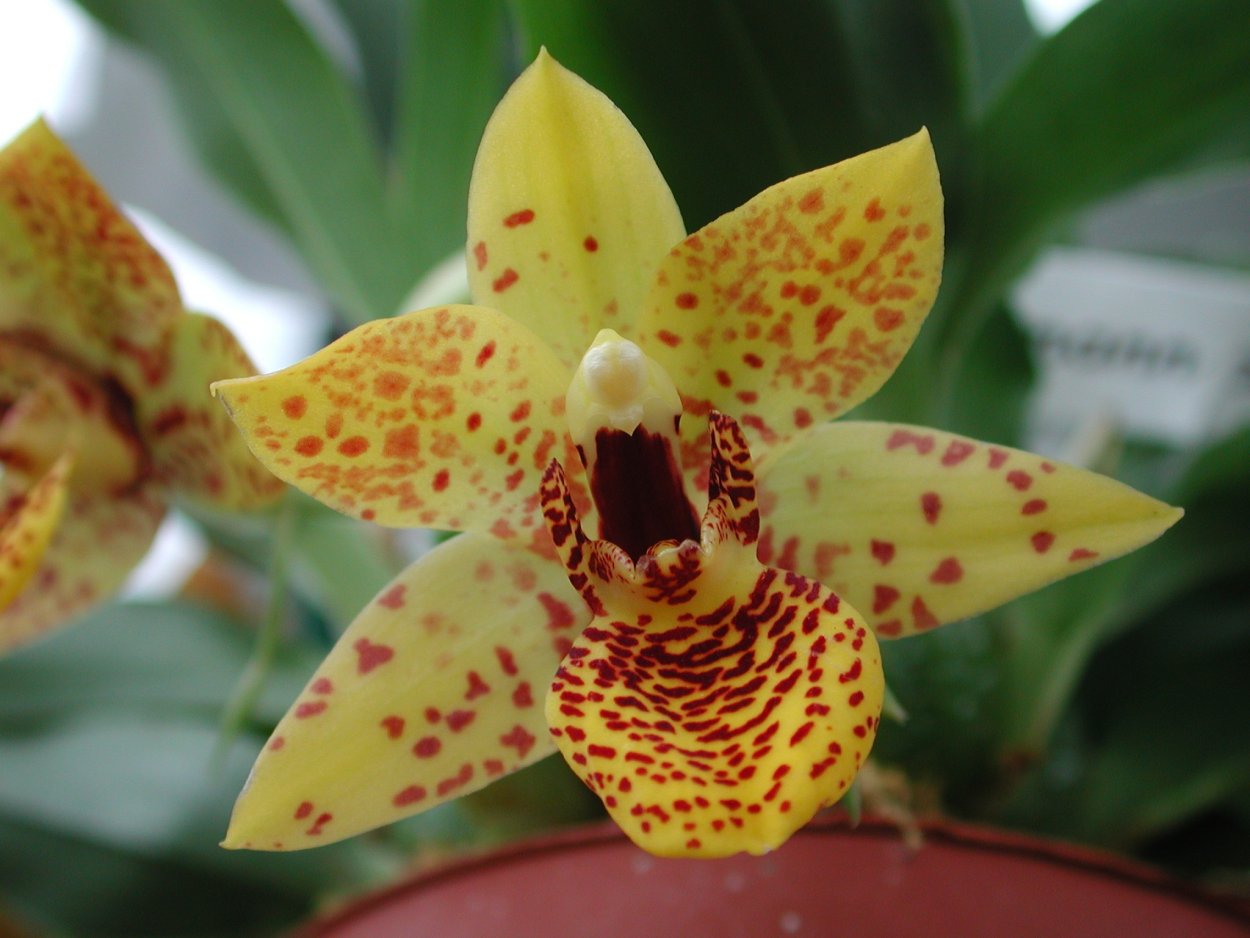 Орхидея Променея тигровая