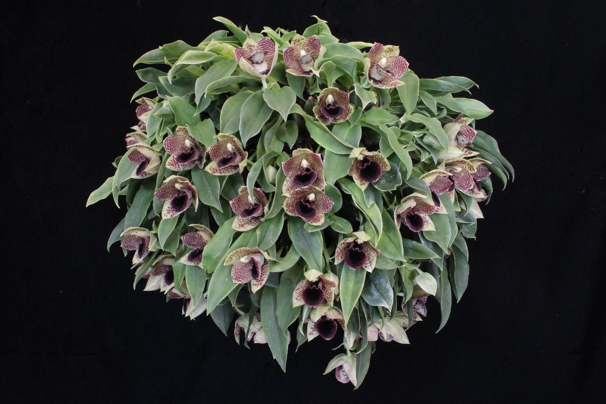 Трихопилия Маргината Орхидея