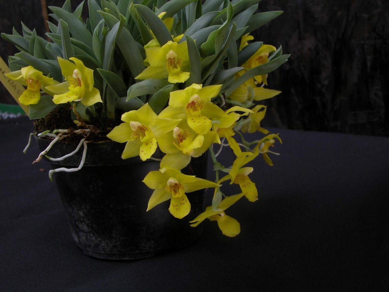 Променея тигровая