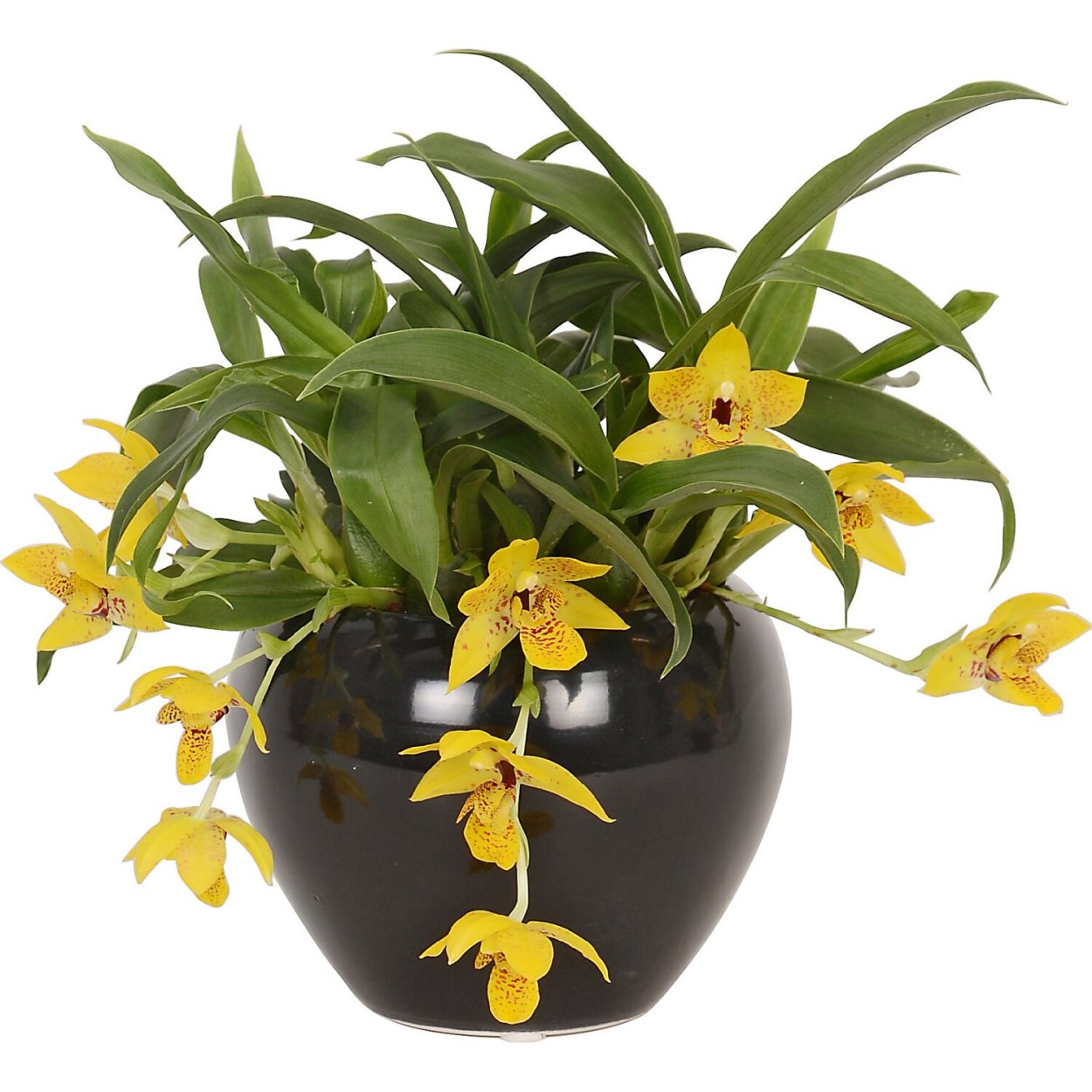 Променея Санлайт