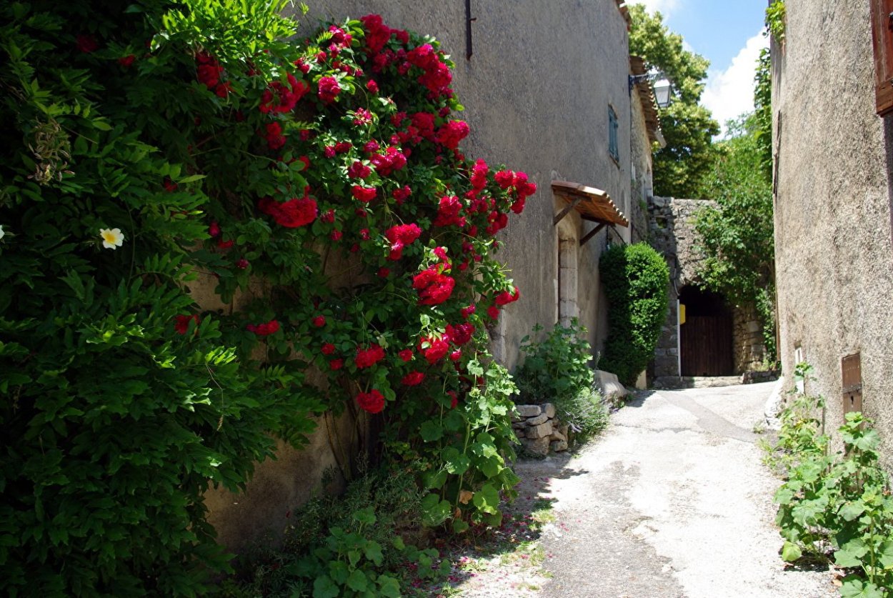 Оливковое дерево (d-19, н-80)