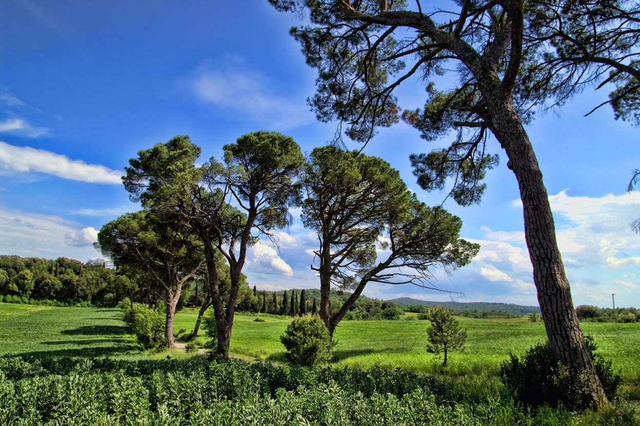 Кипарис Юг Италии