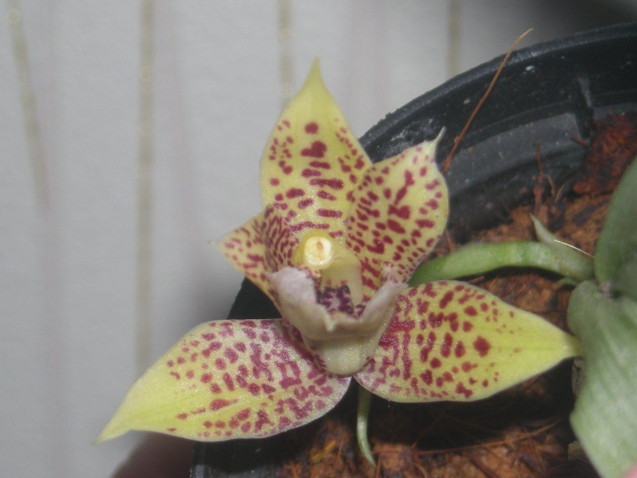 Gastrochilus japonicus Орхидея