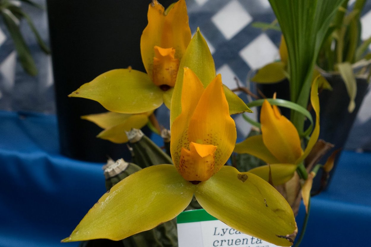 Gastrochilus bellinus