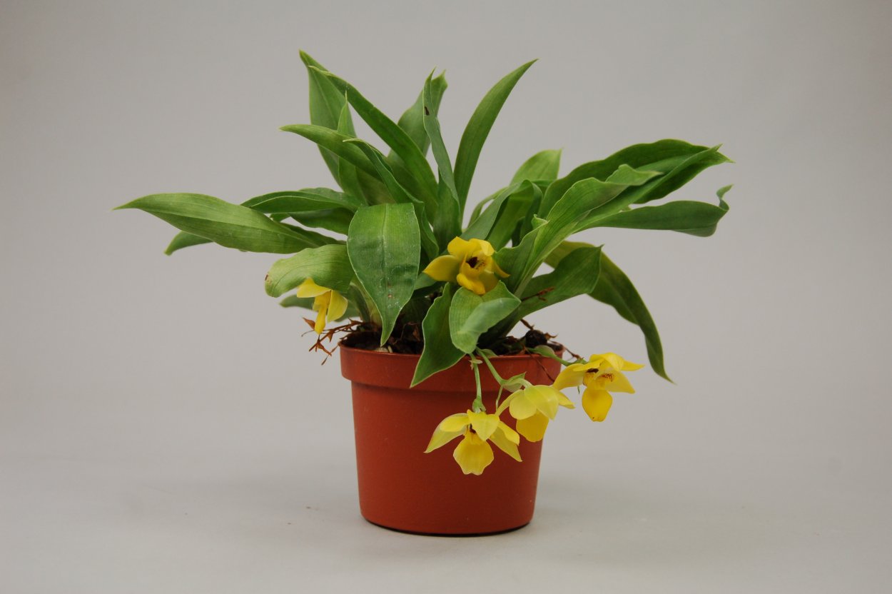 Орхидея Променея Санлайт