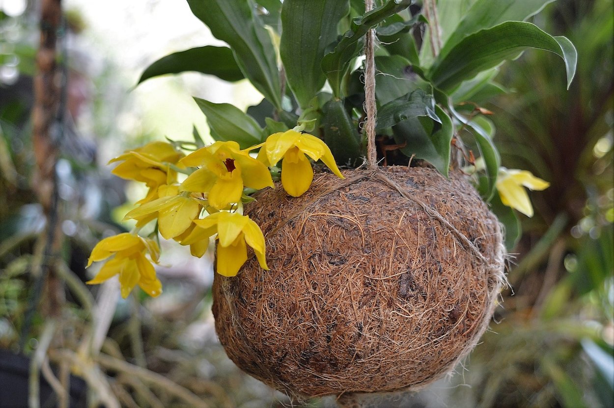 Пропеталум Голден бай Орхидея