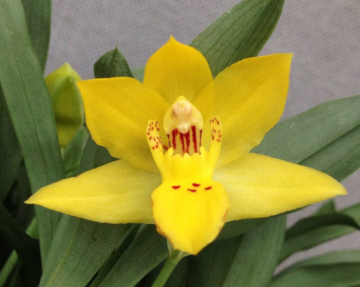 Фаленопсис пелорик