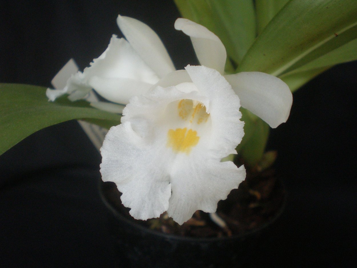 Целогина lentiginosa