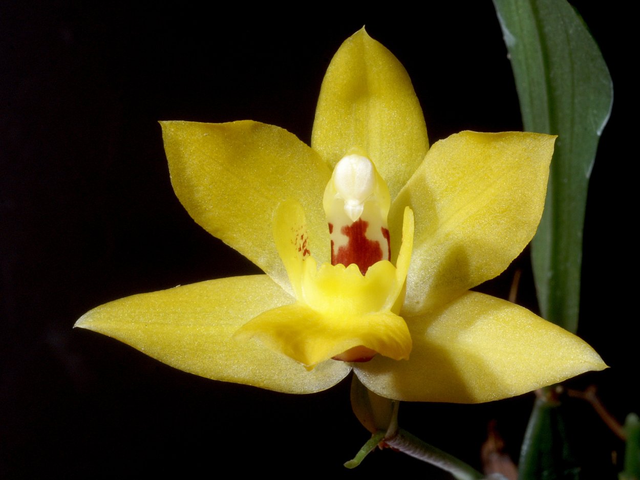 Орхидея Винсент