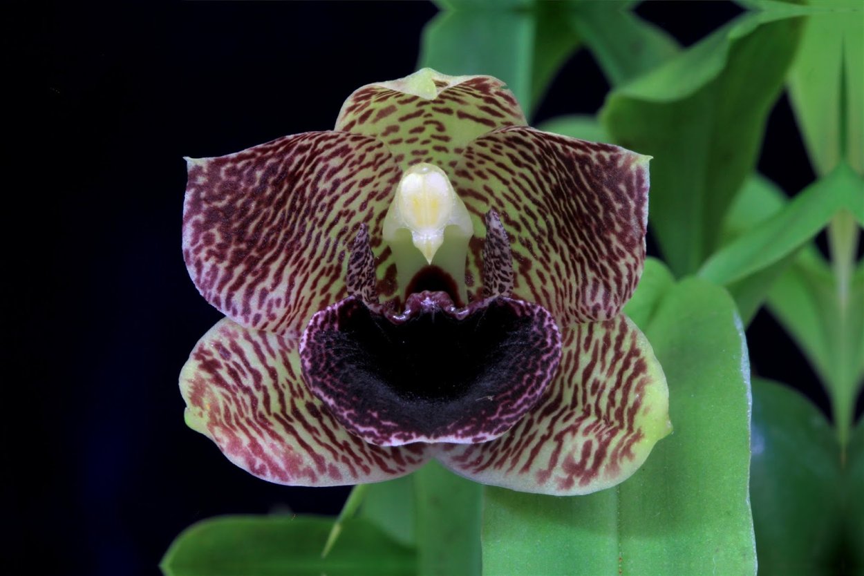 Променея Санрайз фото белая