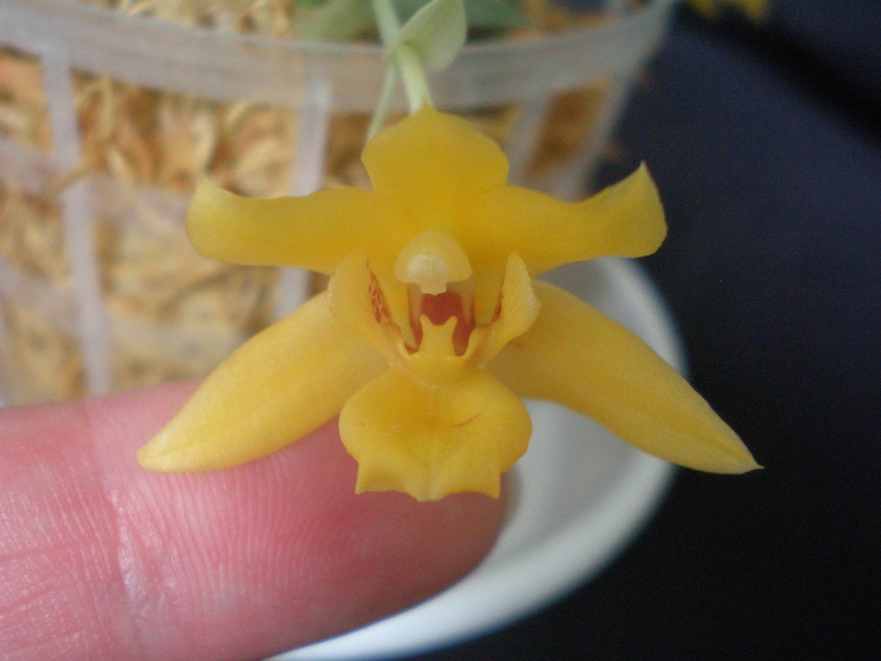 Орхидея Lycaste macrophylla