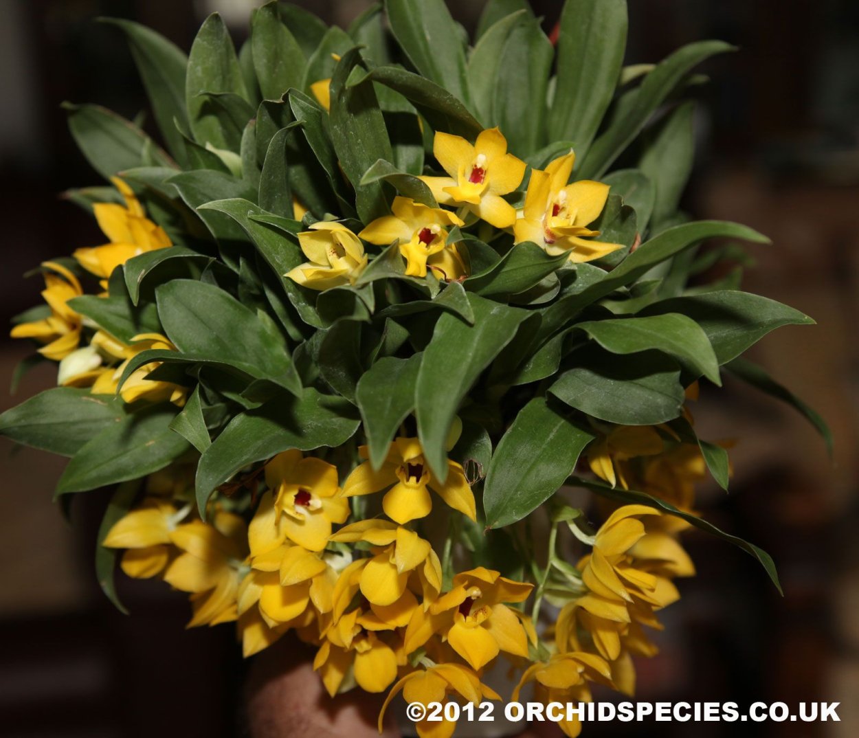 Променея Орхидея