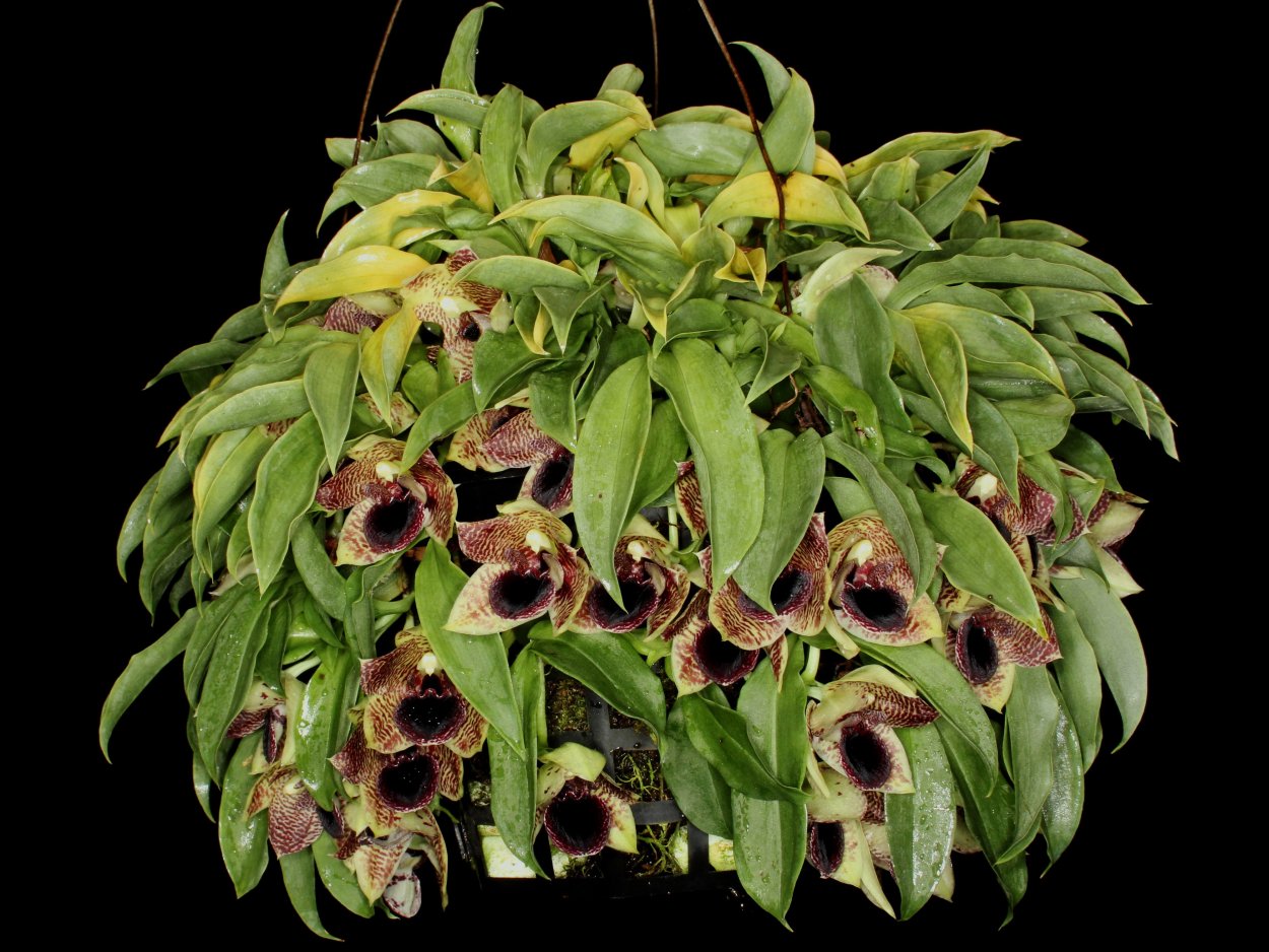 Орхидея Променея желтая