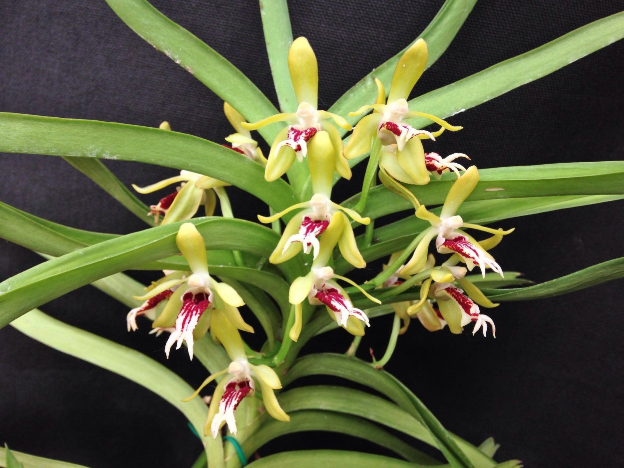 Трихопилия Орхидея