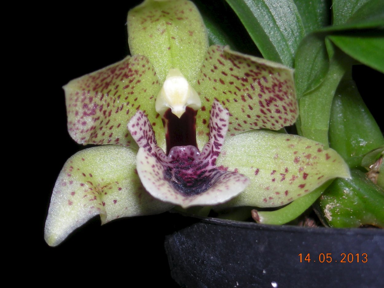 Дендробиум Нобиле