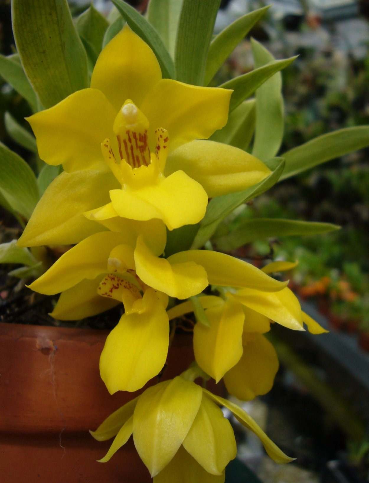 Старая Орхидея