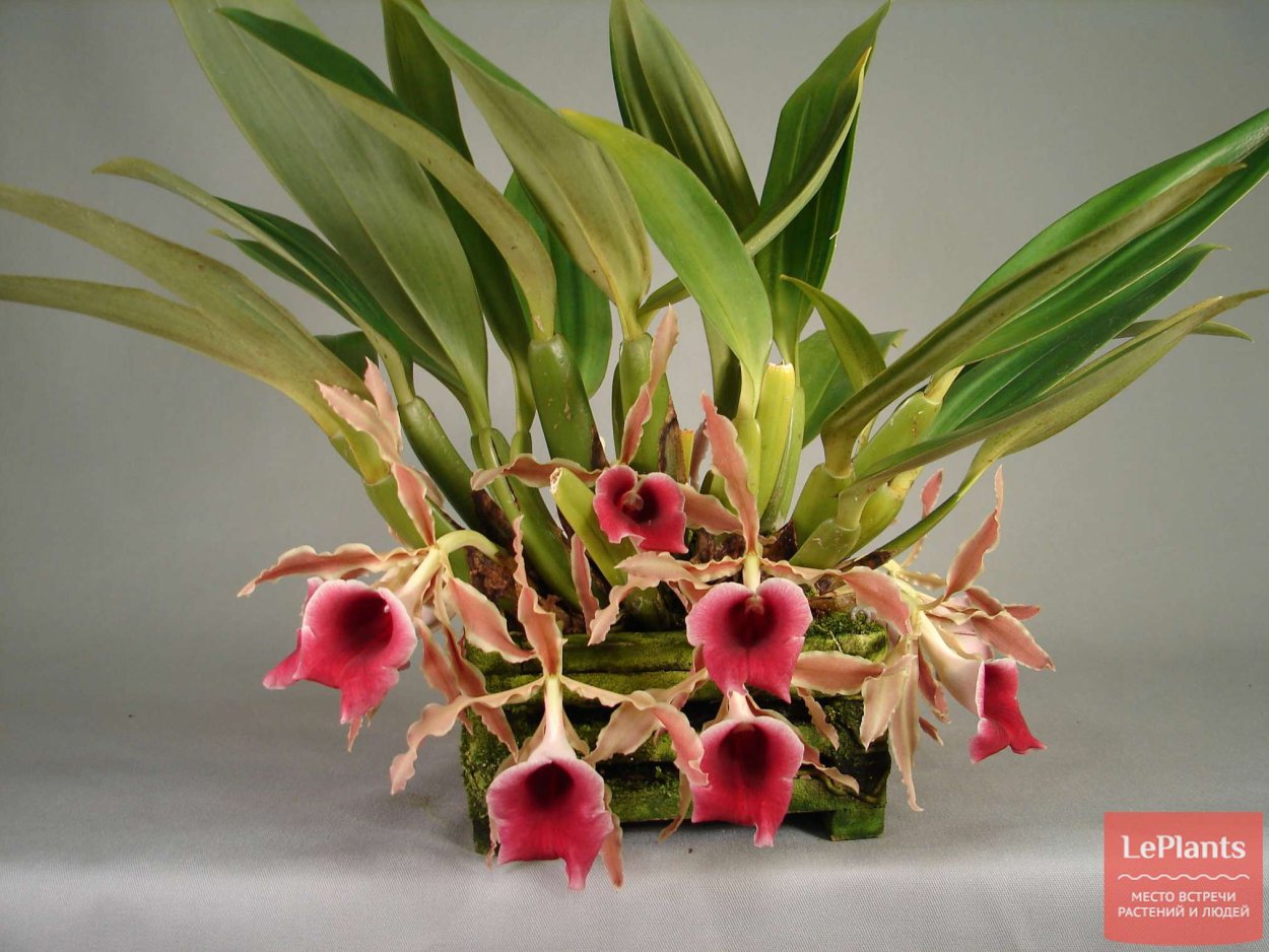 Promenaea rollisonii