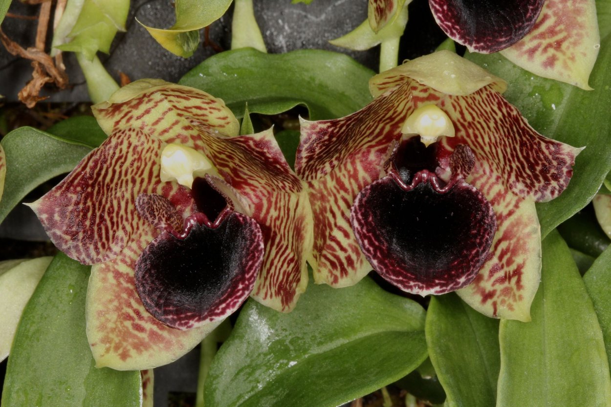 Botanical Flower PNG