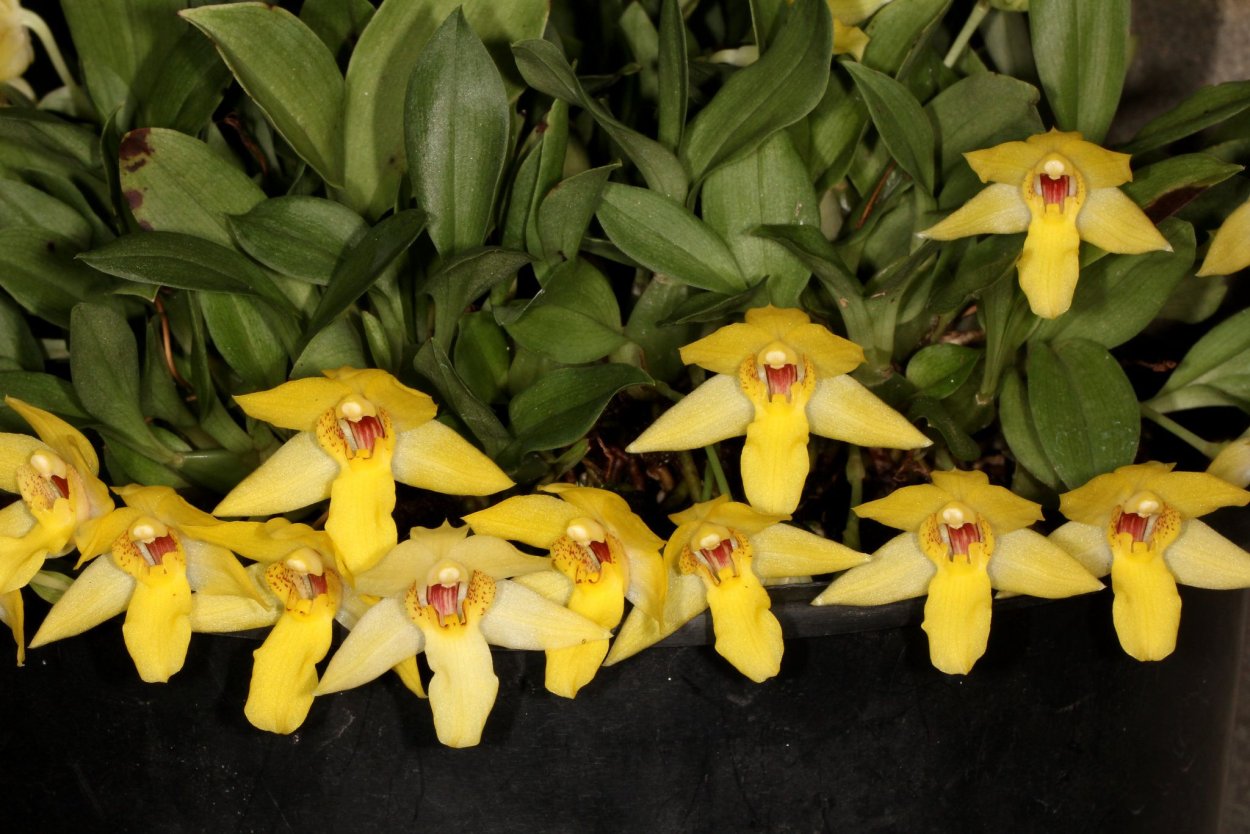 Promenaea rollisonii