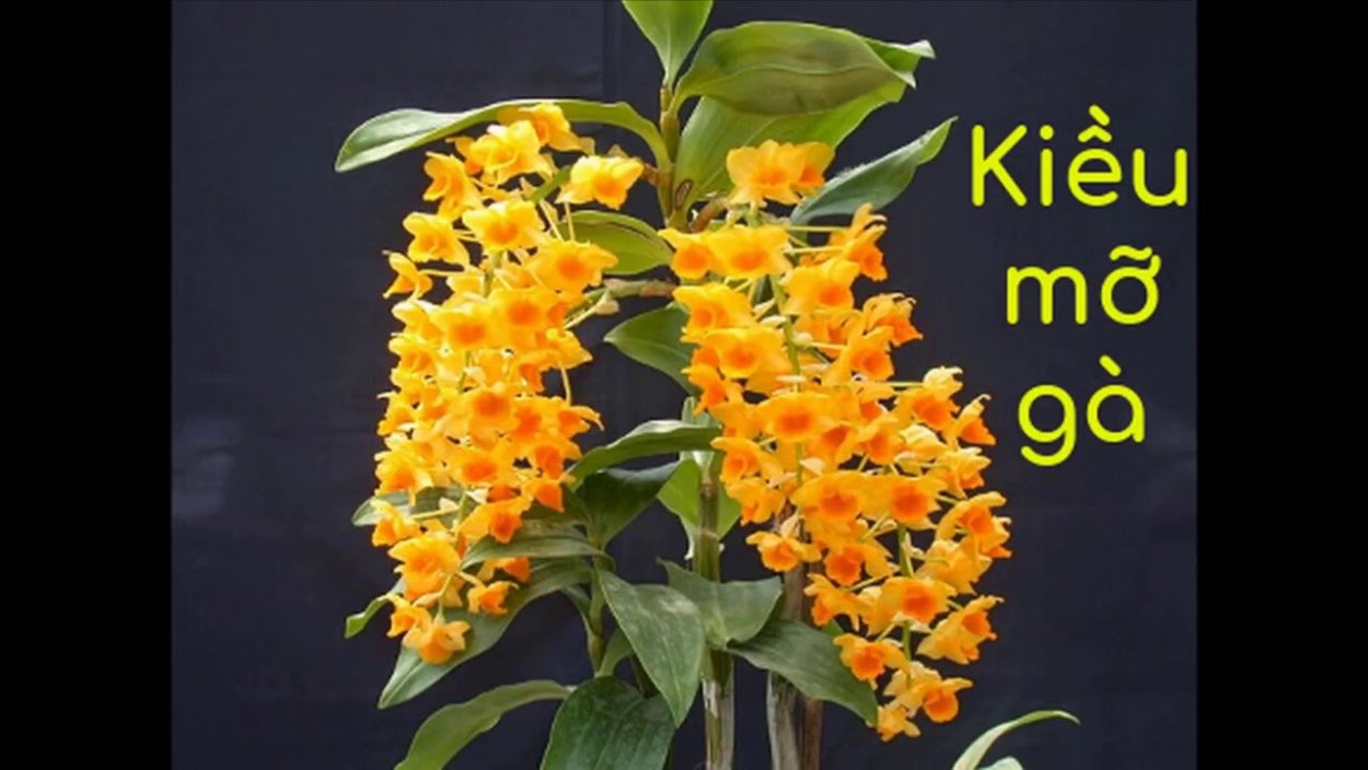 Орхидея Fredclarkeara after Dark Black Pearl.