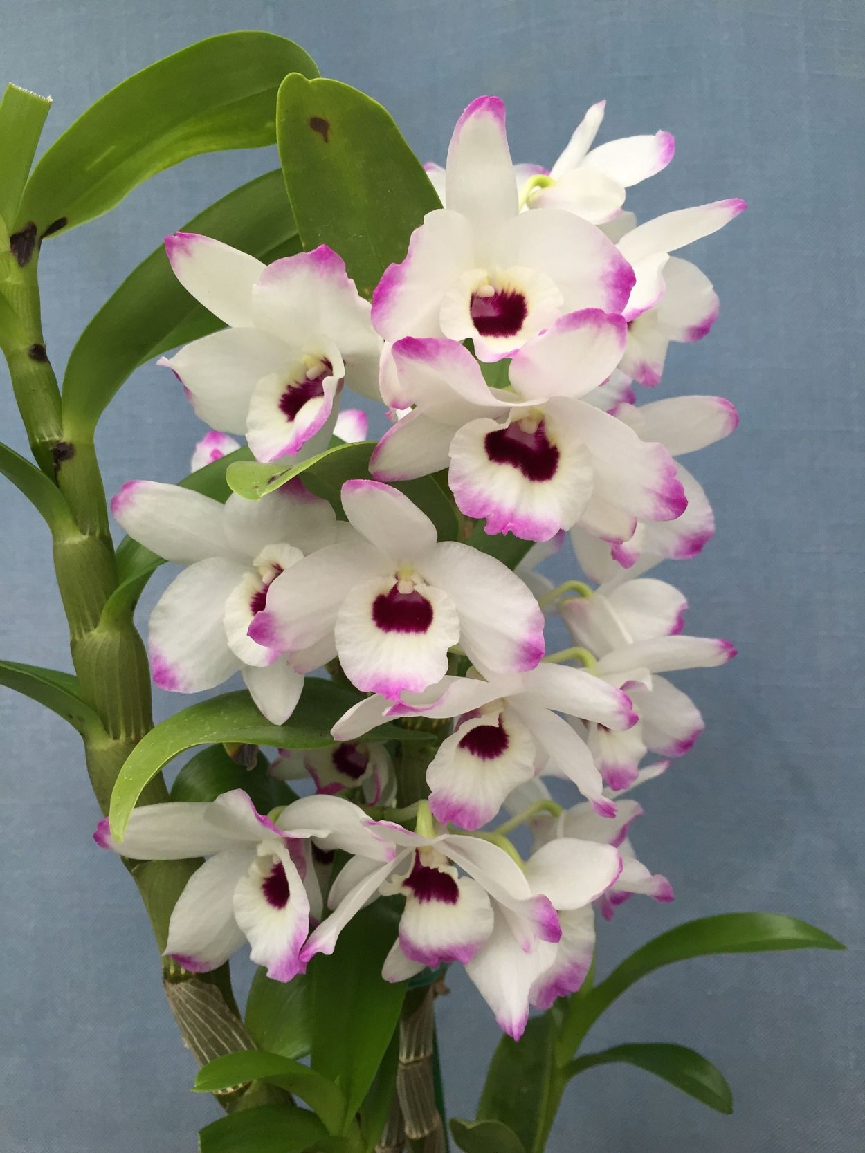 Peristeria ephippium