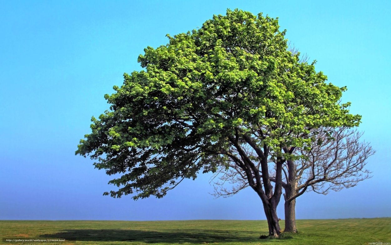 Крона дерева