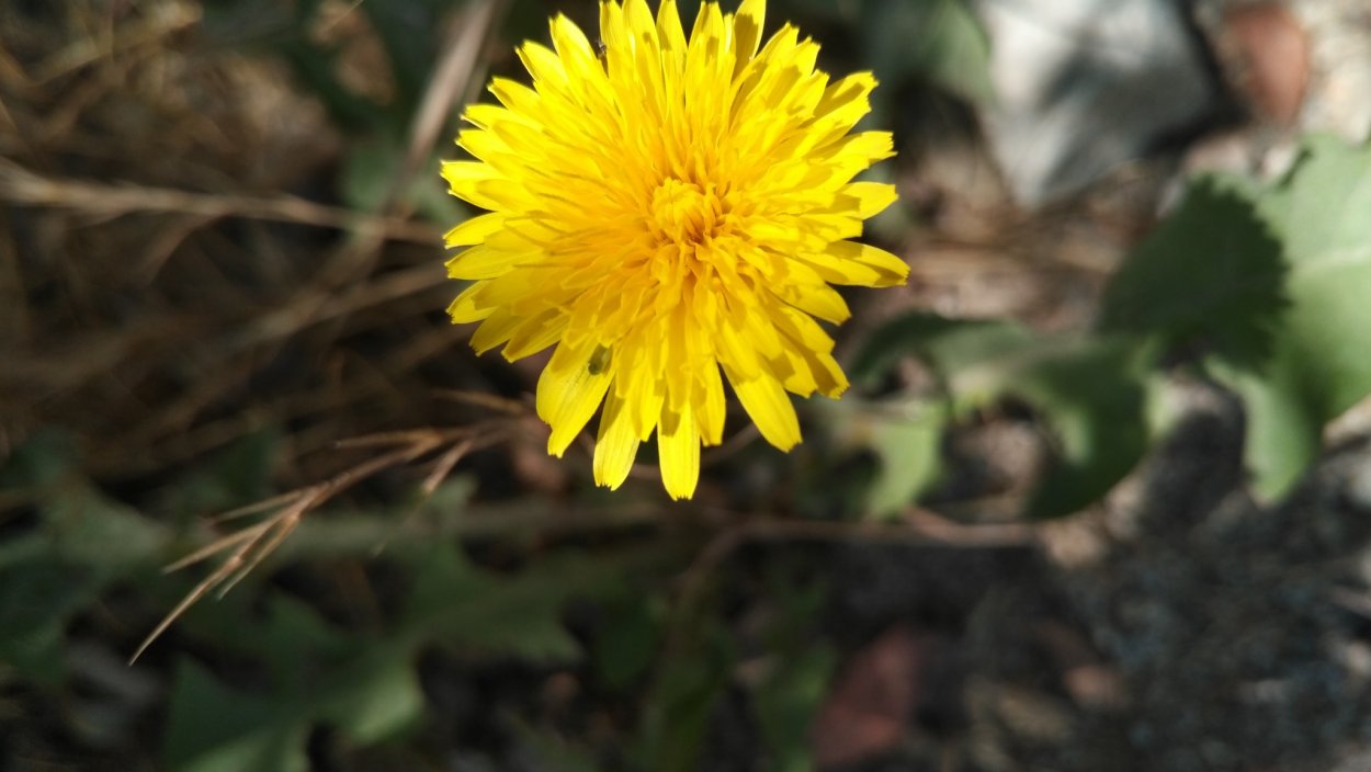 Одуванчик обыкновенный