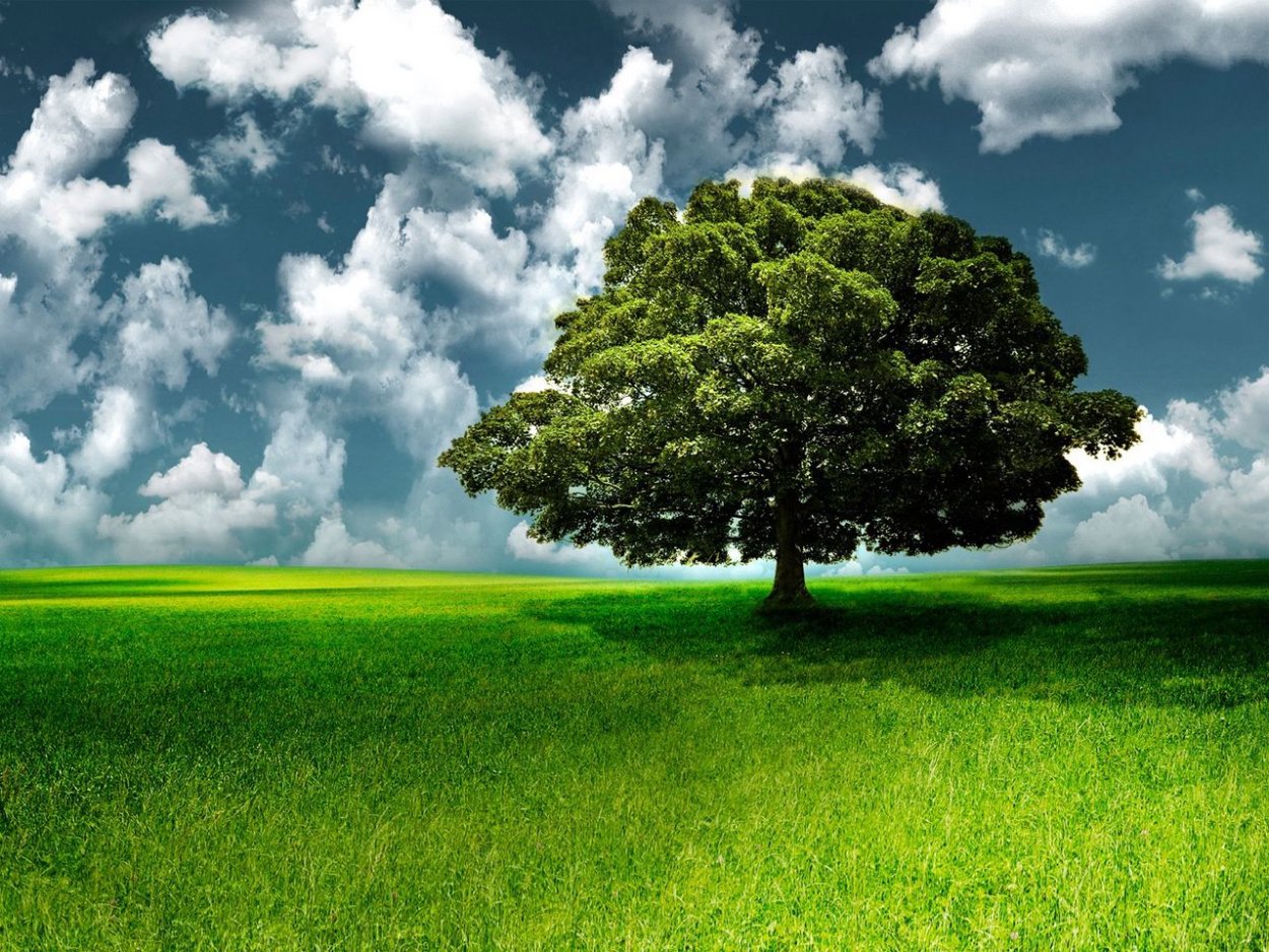 Красивый дуб