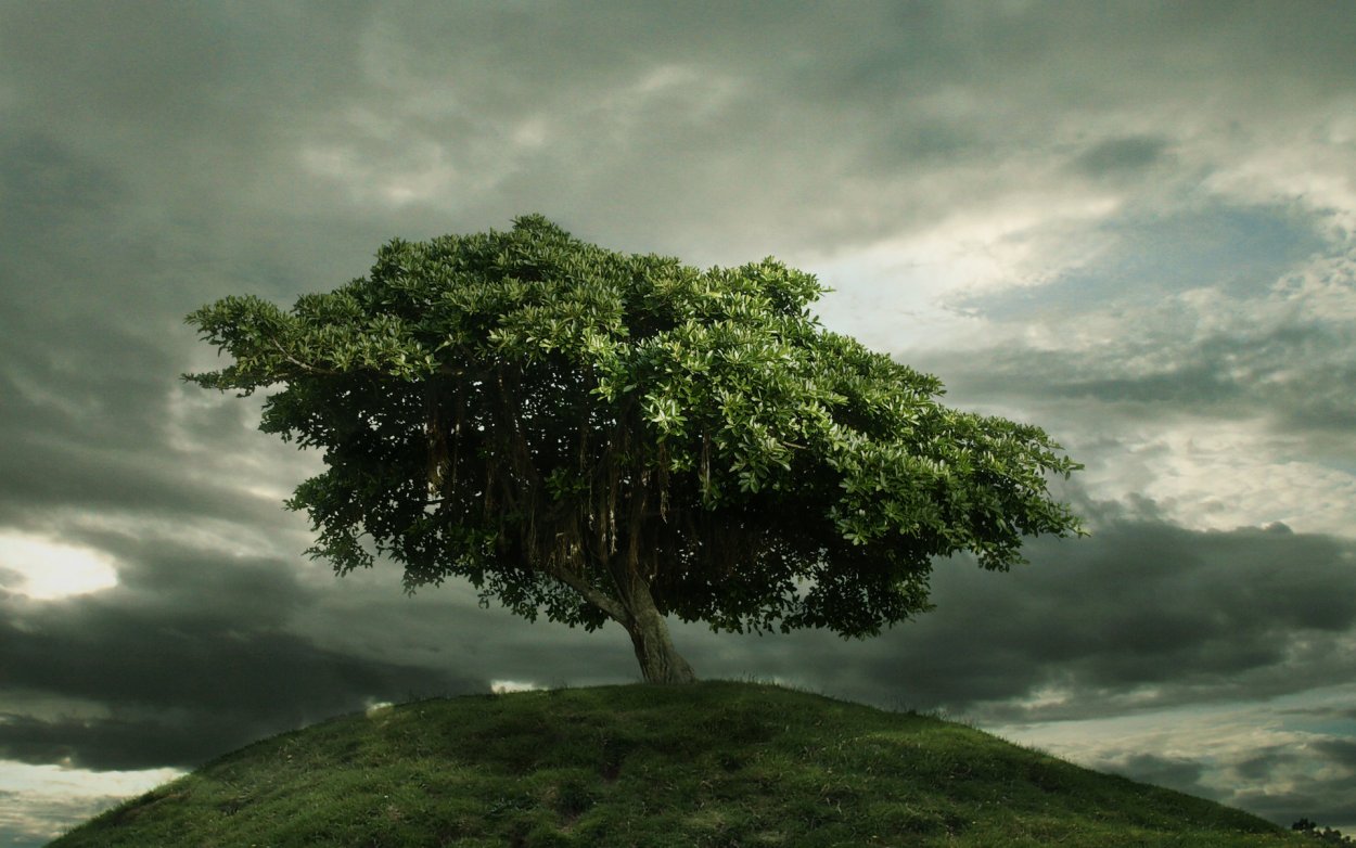 Нанму дерево