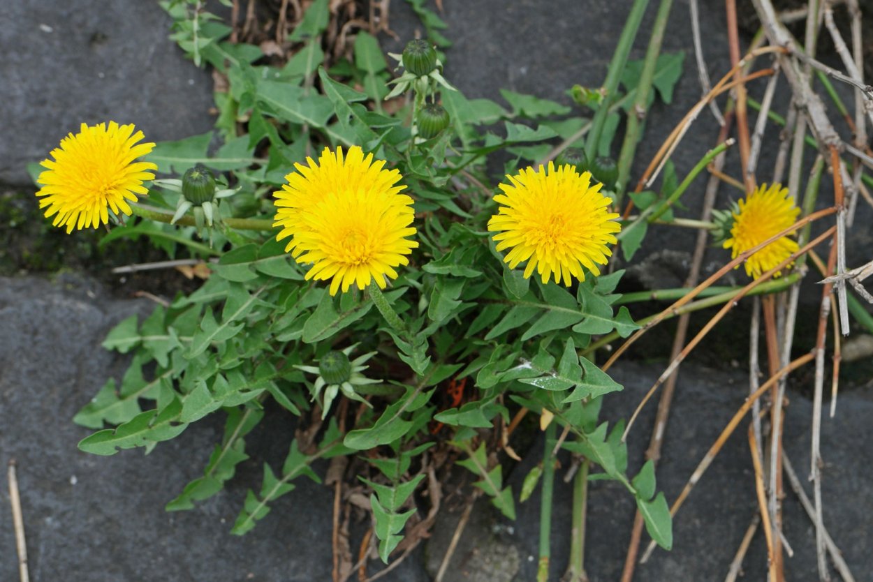 Одуванчик лекарственный – Taraxacum officinale