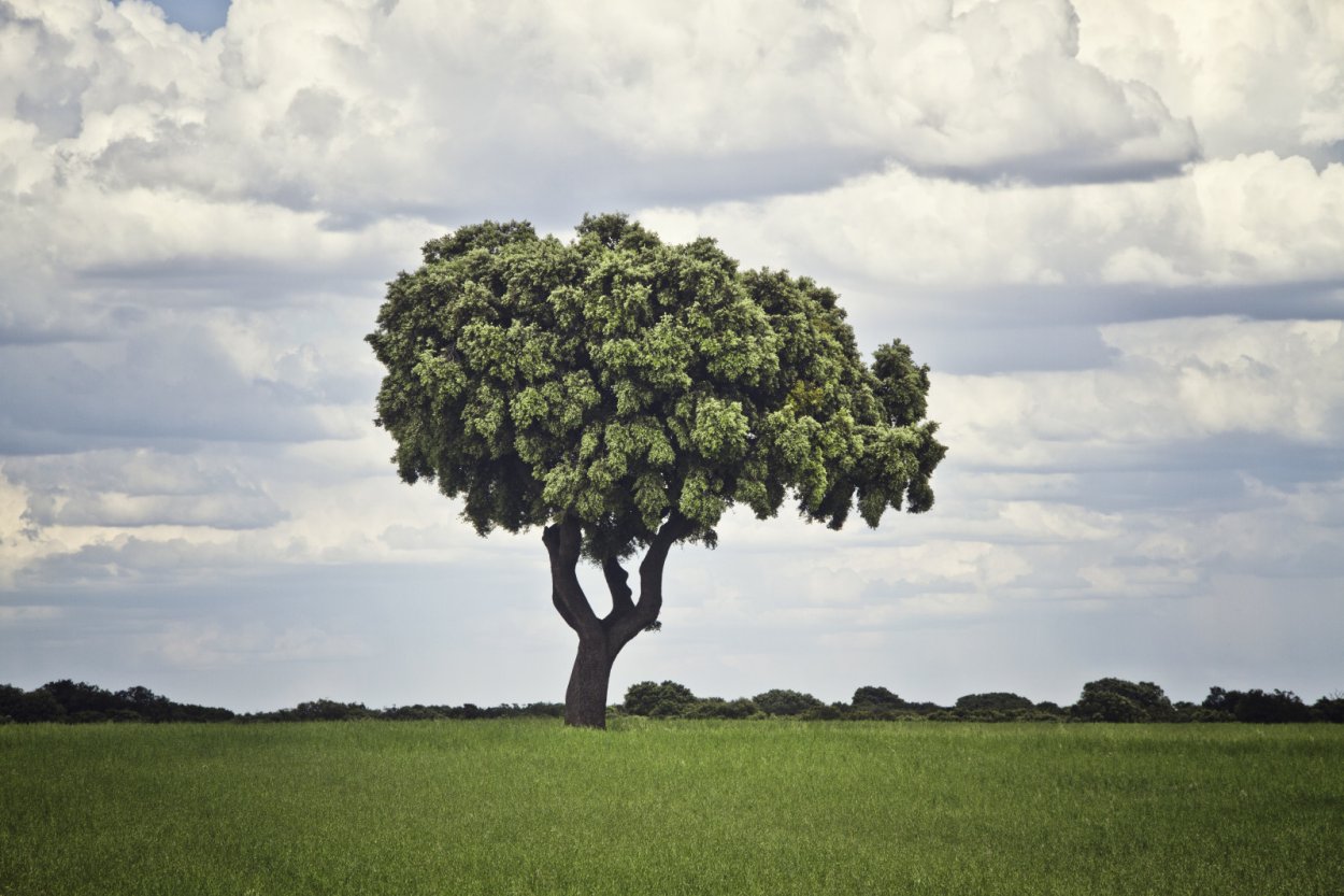 Ироко дерево