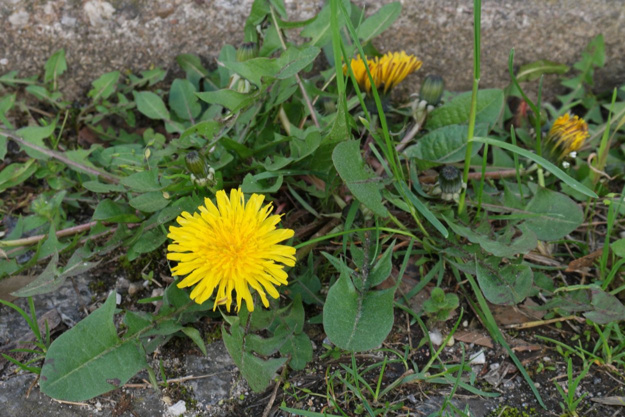 Сложноцветные одуванчик