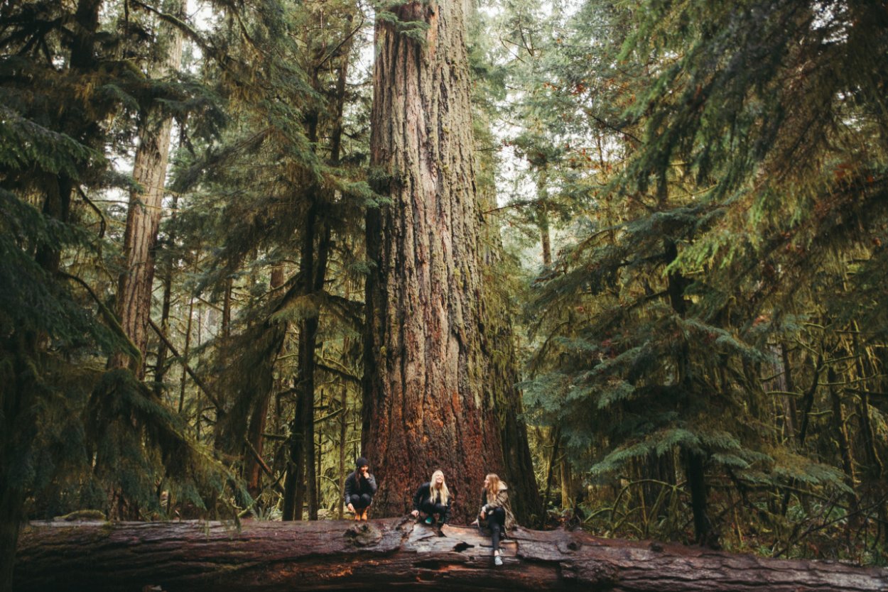 Секвойя Гиперион в парке Редвуд