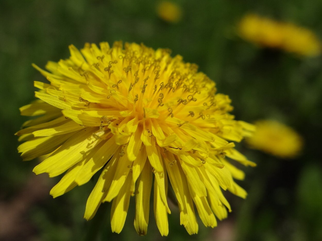 Семейство Сложноцветные одуванчик лекарственный