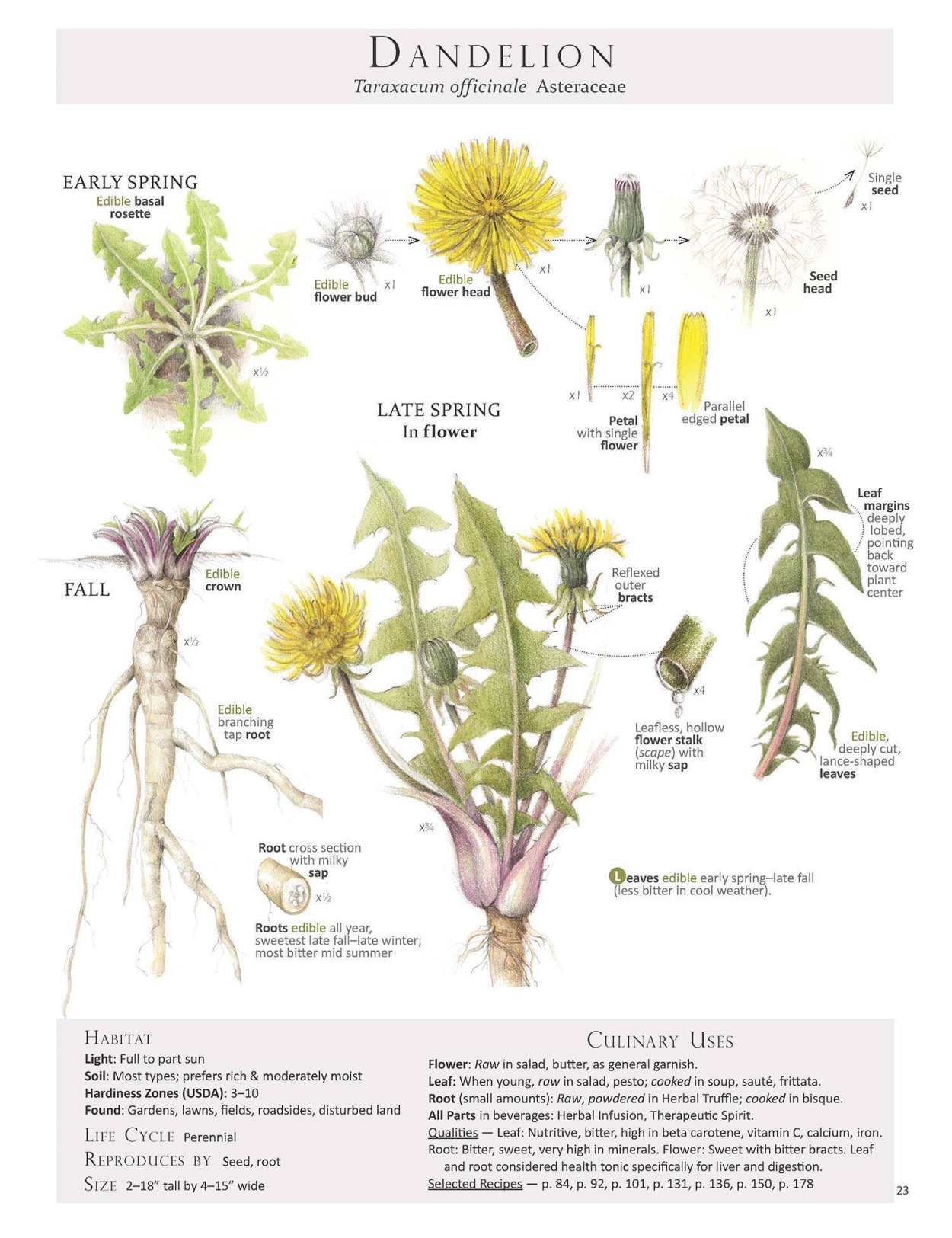 Одуванчик лекарственный- Taraxacum officinale web.