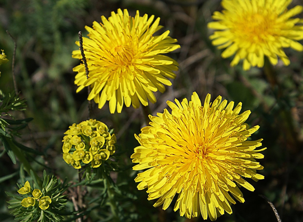 Сложноцветные одуванчик