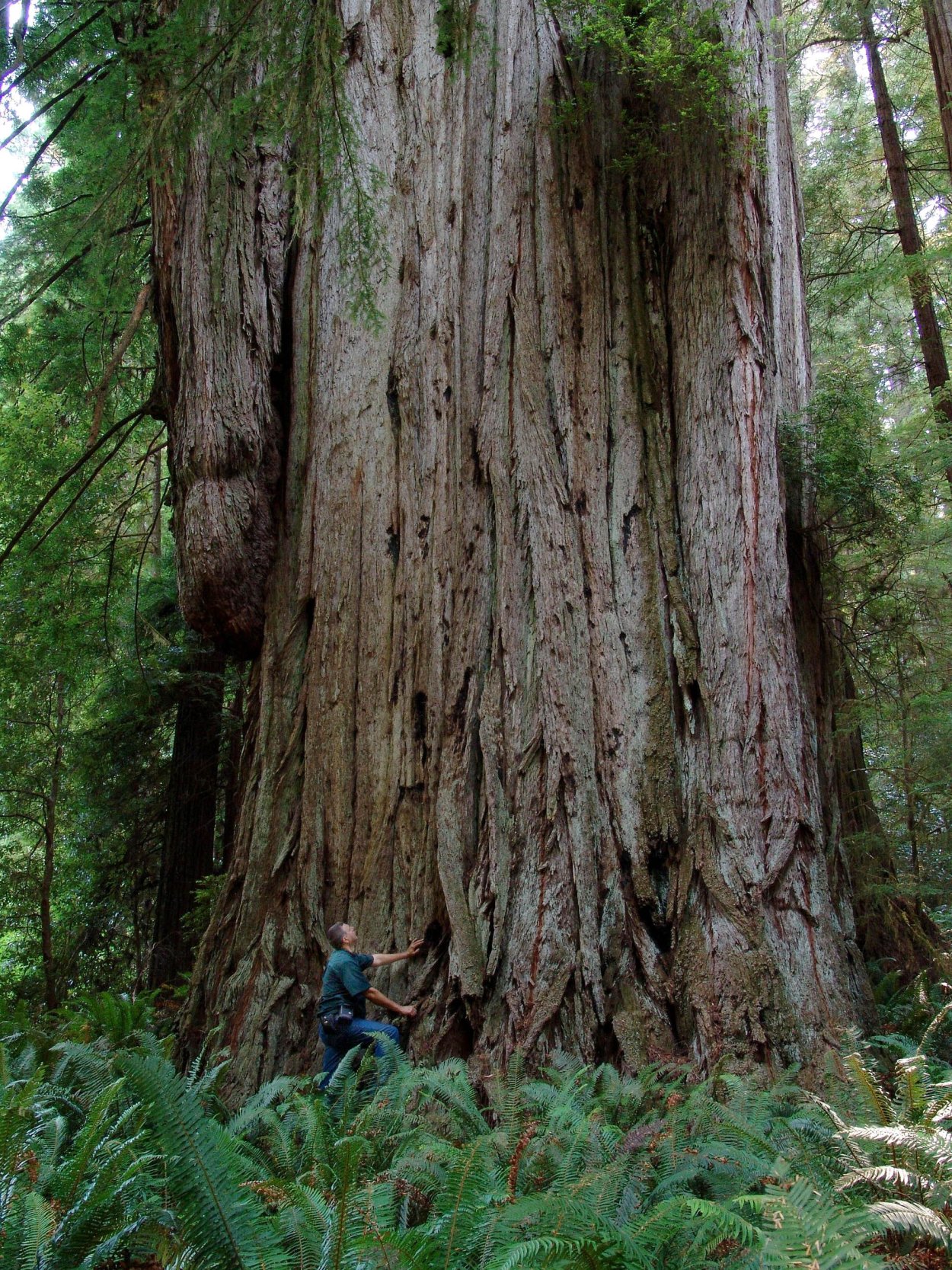 Дерево Рэдвуд
