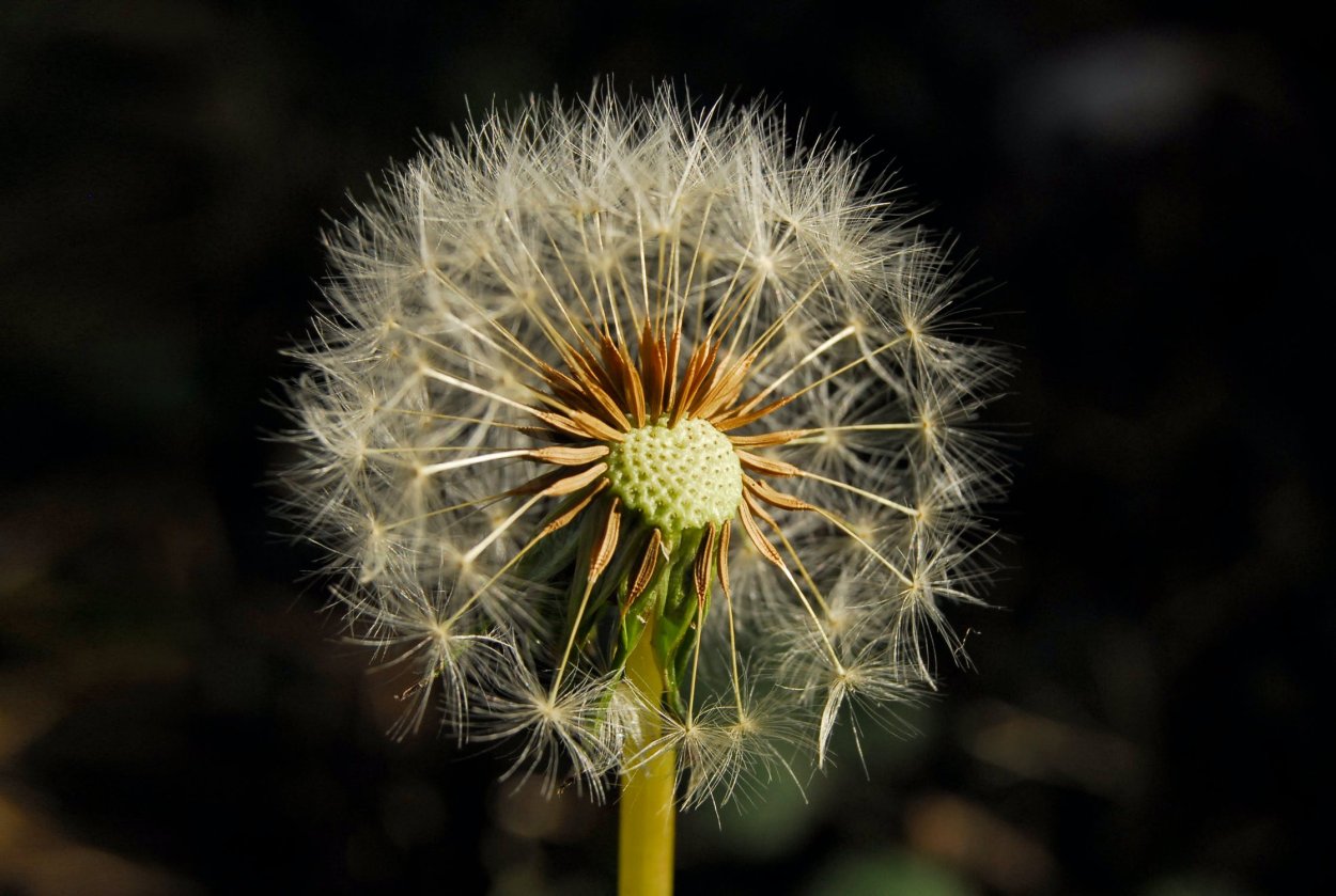 Первоцвет желтый цветок одуванчик