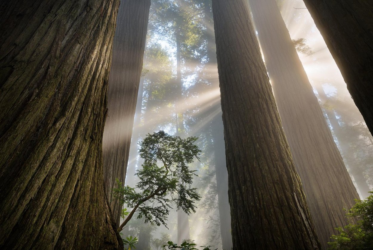 Ствол дерева
